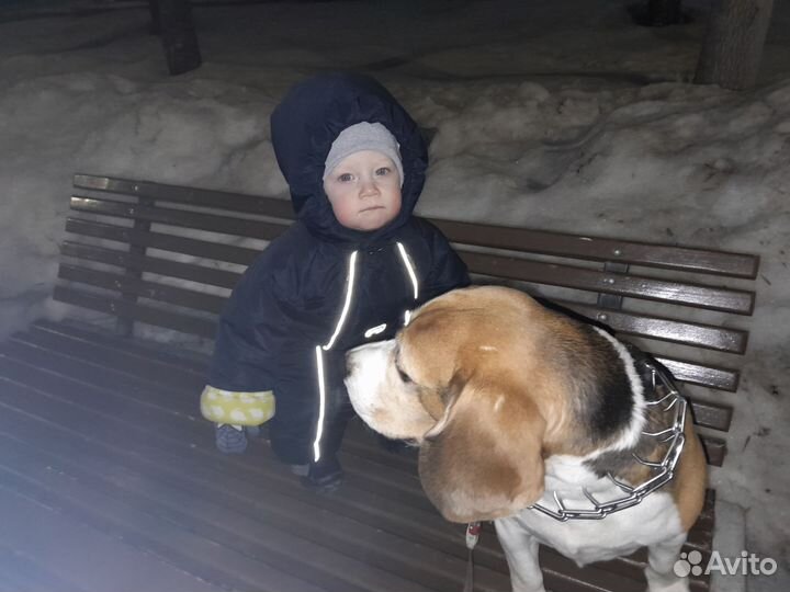 Бигль вязка