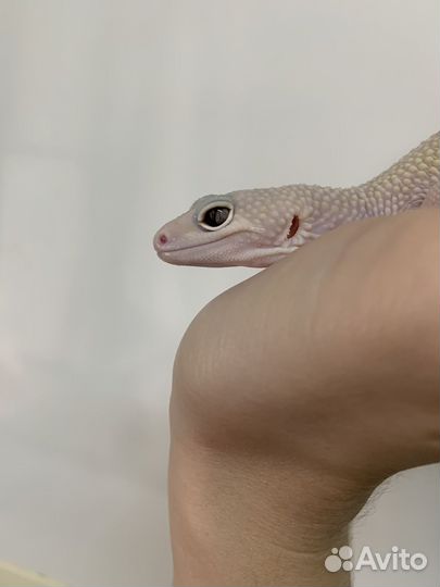 Эублефар Леопардовый геккон