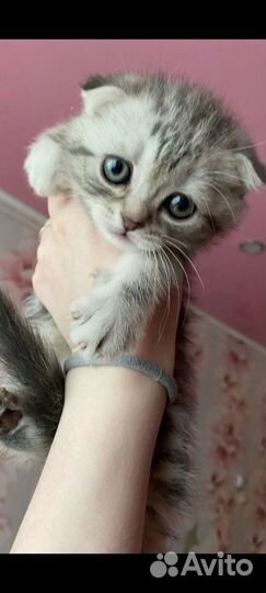 Шотландские вислоухие котята