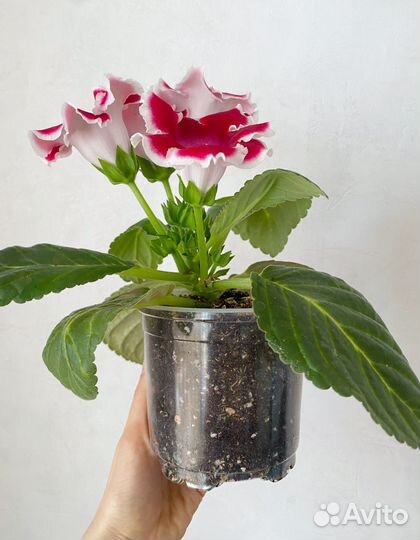 Глоксиния 3 цвета