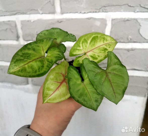 Комнатные растения