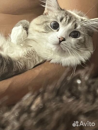 Сибирский кот
