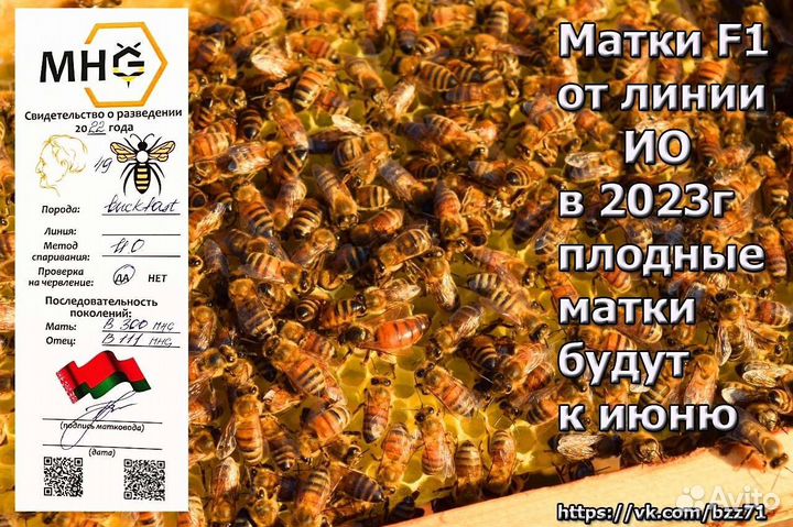 Bakfast f1, Пчеломатки Тамбов, отправляю