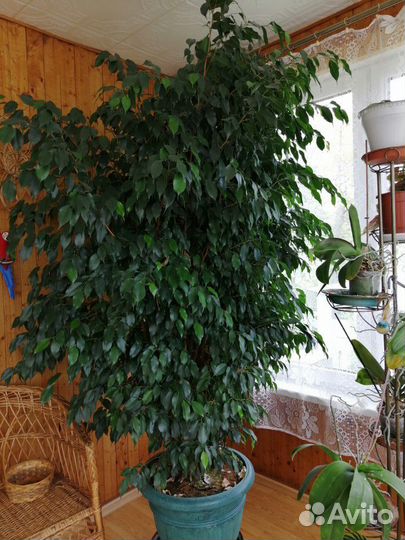 Фикус бенжамина