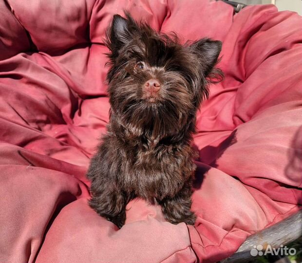 Барни, шоколадный йорк