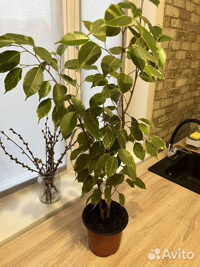 Фикус Бенджамина