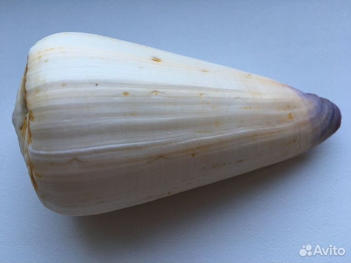 Морские ракушки раковины