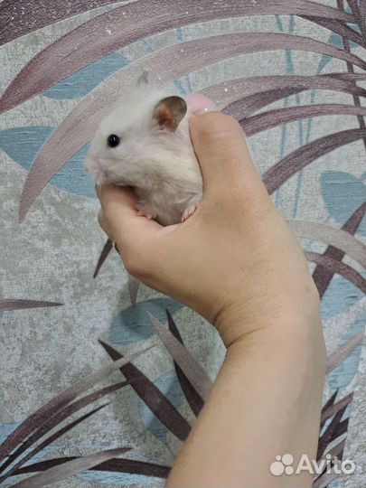 Сирийский хомяк бесплатно