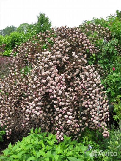 Пузыреплодник Диабло