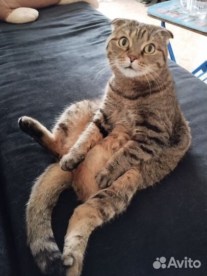 Британский вислоухий кот