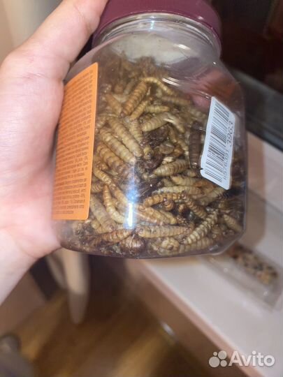 Крыса с клеткой