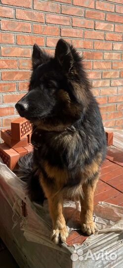 Немецкая овчарка