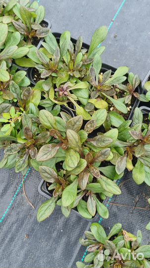 Живучка блюбери мафин