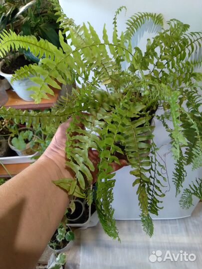 Комнатные растения