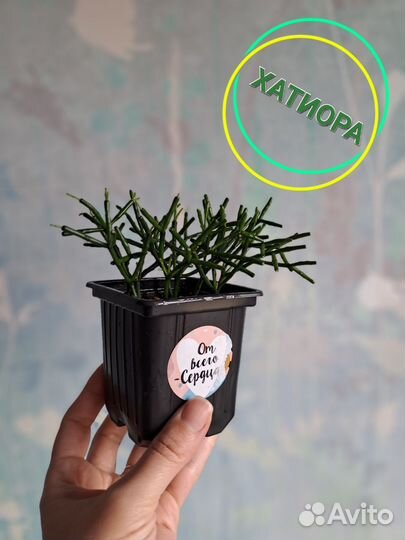 Суккулент Хатиора Hatiora Домашние комнатные цветы