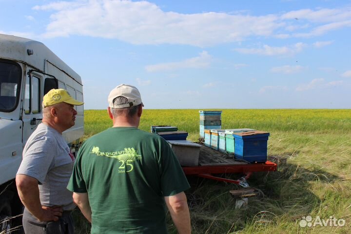 Мёд оптом - разные сорта со своей пасеки. Тула