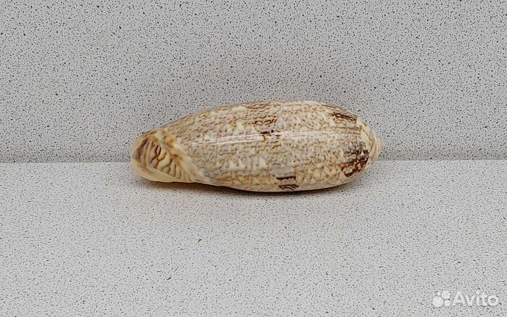 Олива 9,4 морская ракушка раковина