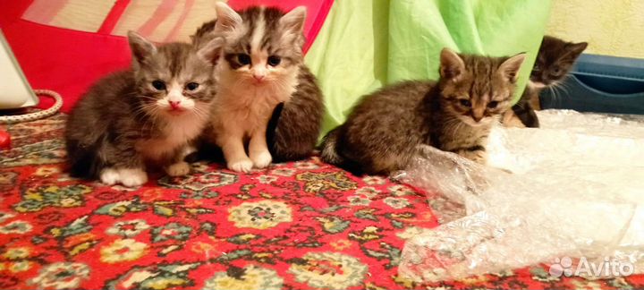 Котенок 2 месяца