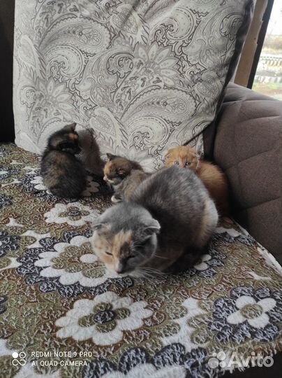 Котята в добрые руки