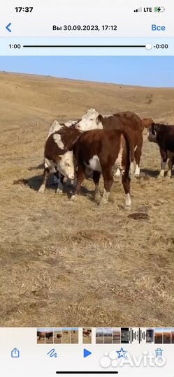 Телки племенные Герефорд