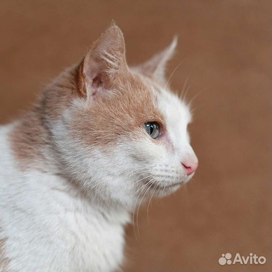Кошка в дар бесплатно