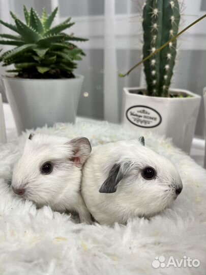 Калифорния морские свинки