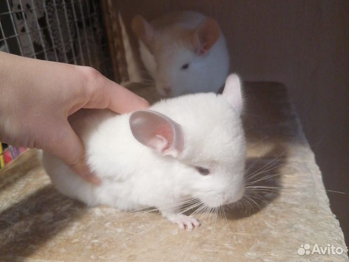 Шиншиллята