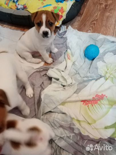 Джек Рассел терьер