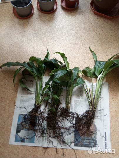 Спатифиллум.Цветущий