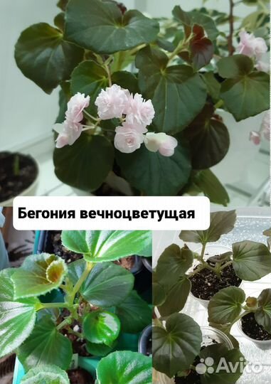 Комнатные растения цветы