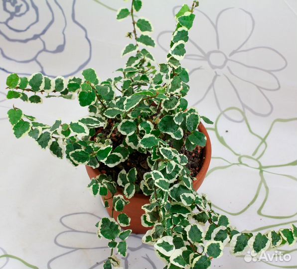 Фикус ампельный