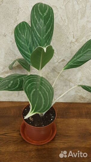 Сортовые аглаонемы