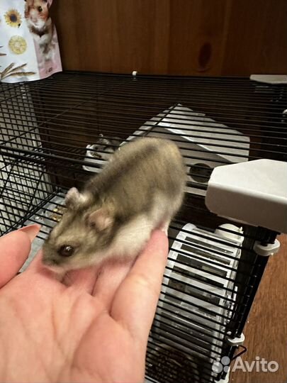 Джунгарский хомяк с клеткой