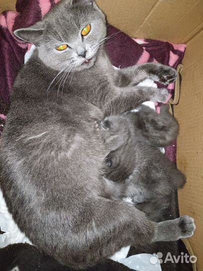 Шотландская