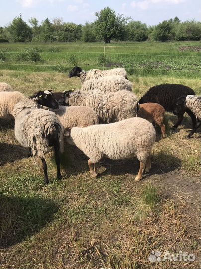 Овцематки, ягнята. Кросс суффолк