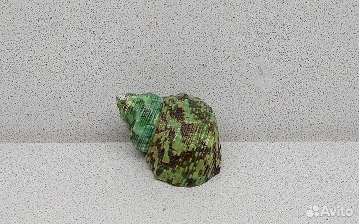 Турбо Красус 6 морская ракушка раковина