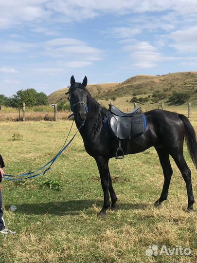 Лошадь 4года