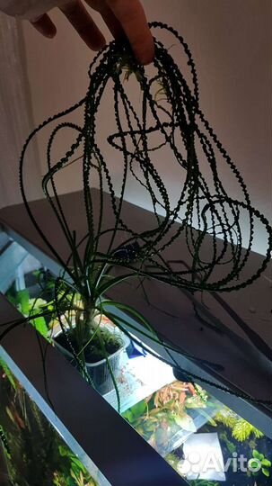 Кринум волнистый