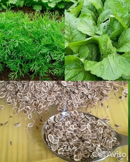 Укроп горчица микс сибирские