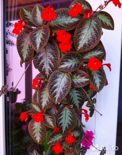 Цветы комнатные