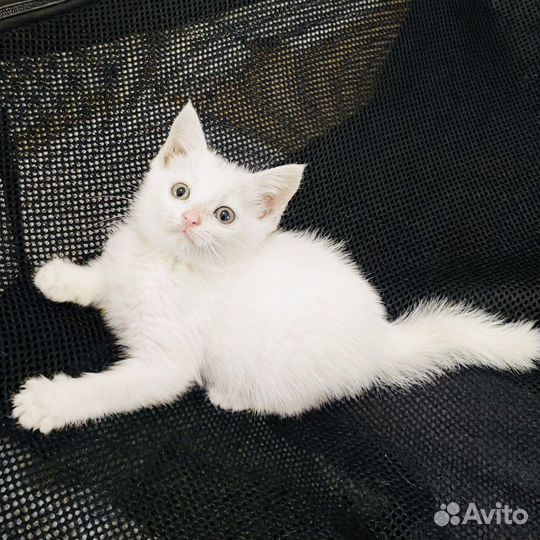 Котенок малышка Бусинка