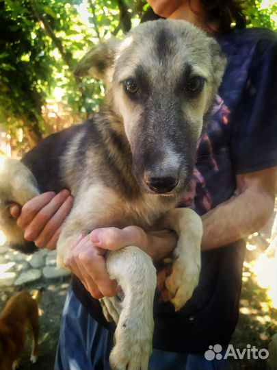 Собачка Эля в добрые руки