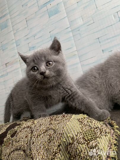 Шотландские котята