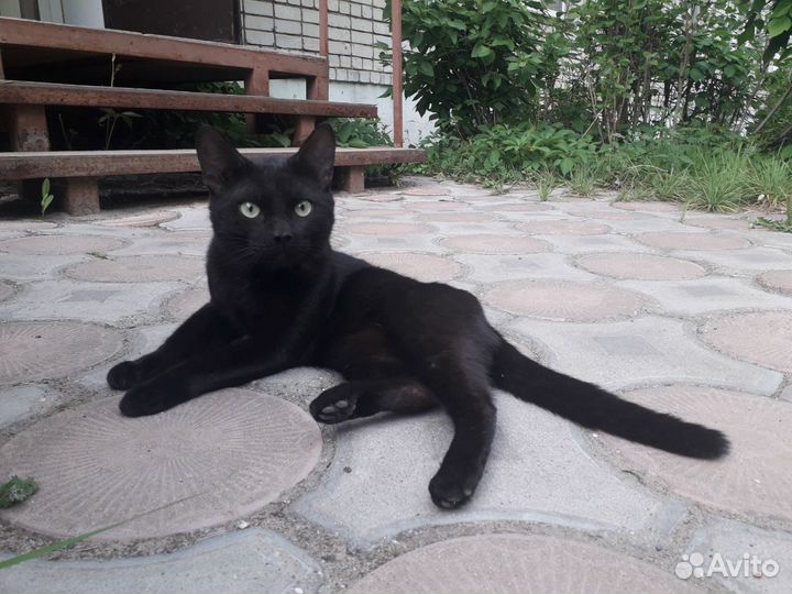 Кот в поиске дома