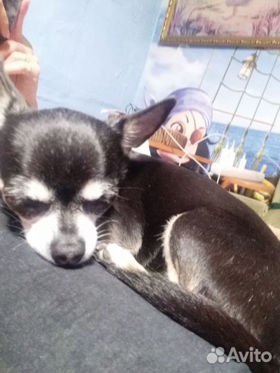 Передержка