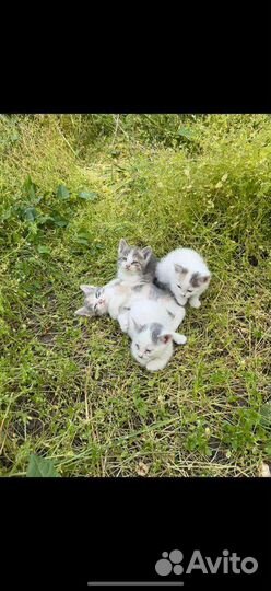 Котята