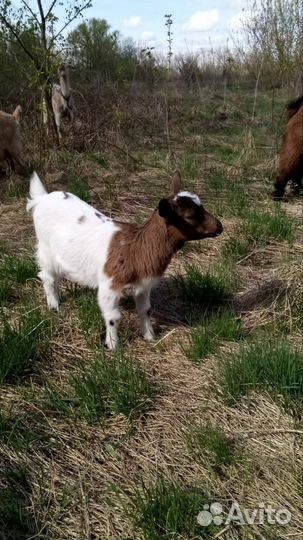 Камерунские козлята. камерунонигерийский козел