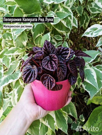 Пеперомия и Сциндапсус