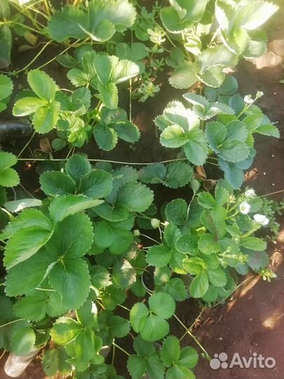 Клубника Мурано (саженцы)