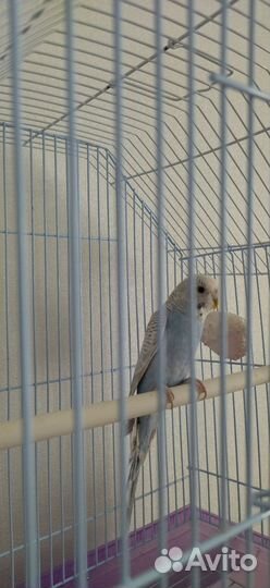 Попугай вместе с клеткой